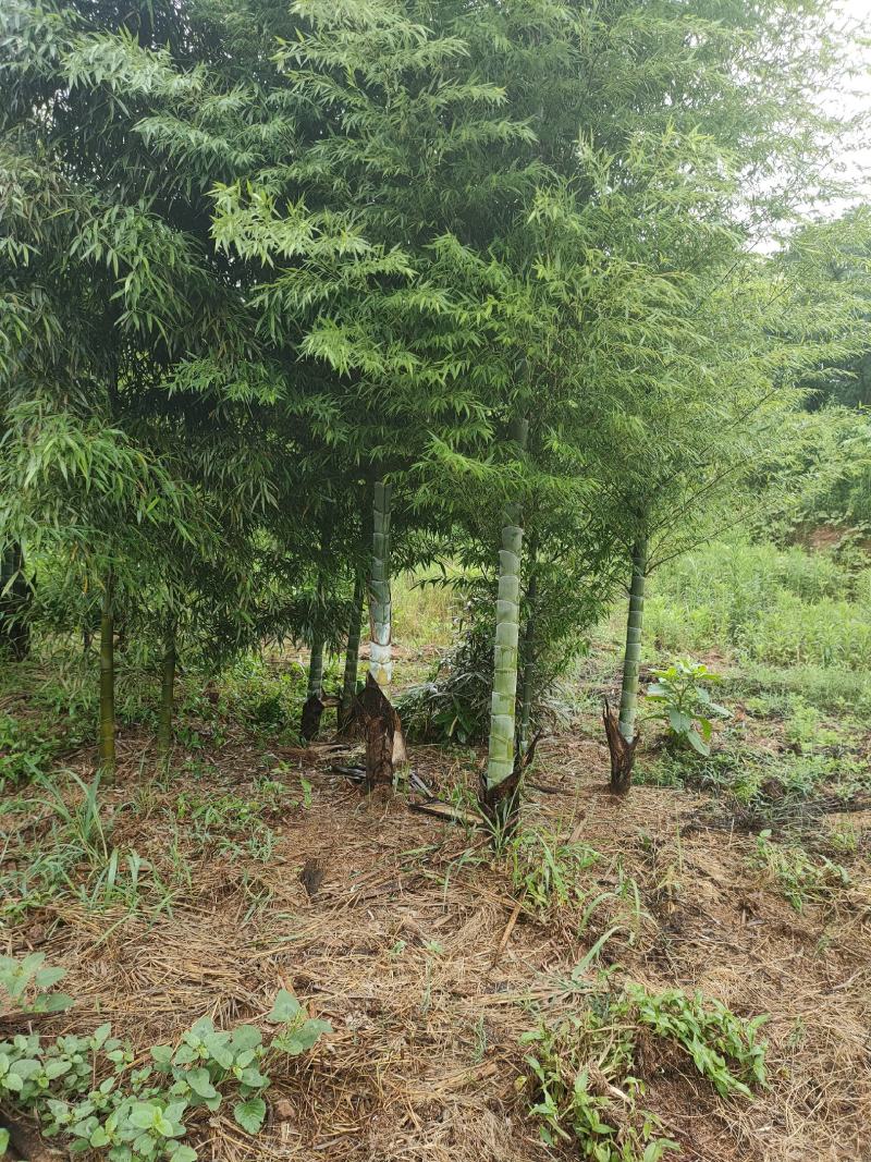 竹子竹类植物大量供应，欢迎各位新老客户联系