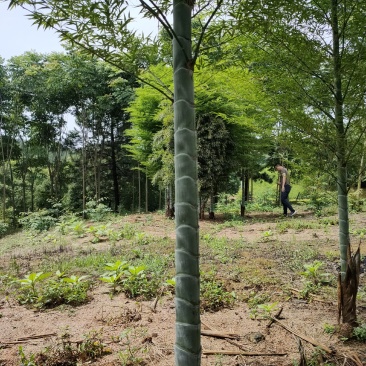 竹子竹类植物大量供应，欢迎各位新老客户联系