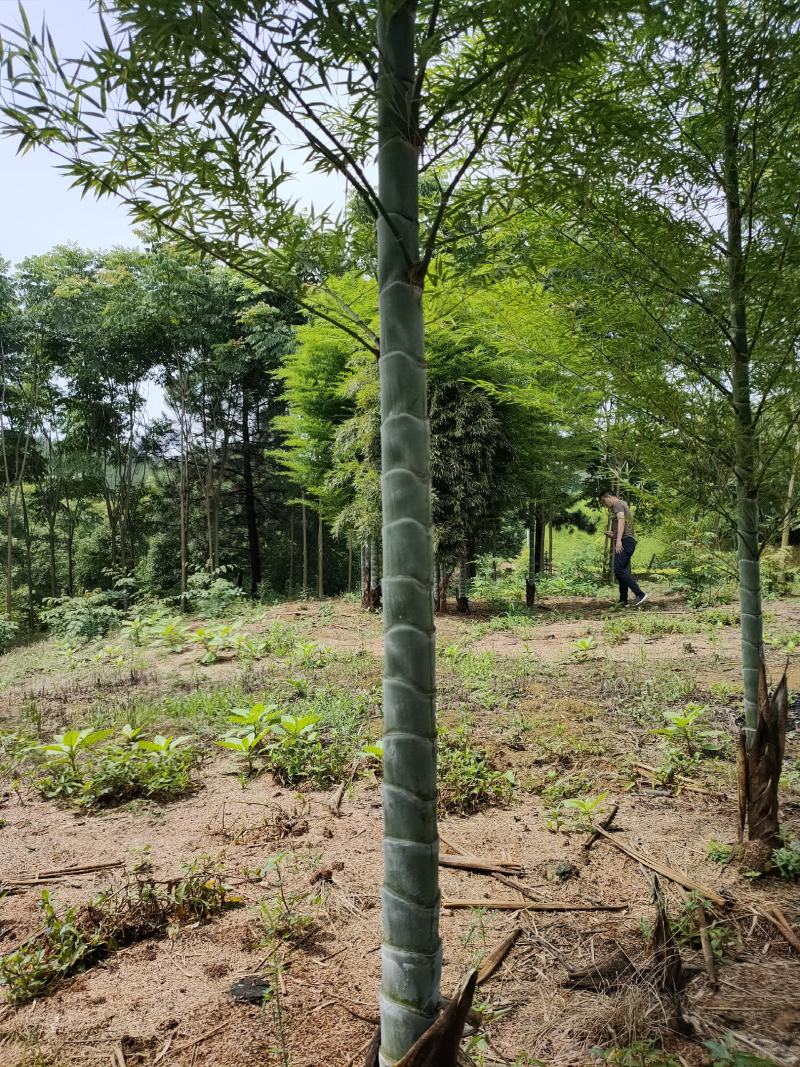 竹子竹类植物大量供应，欢迎各位新老客户联系