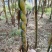 竹子竹类植物大量供应，欢迎各位新老客户联系