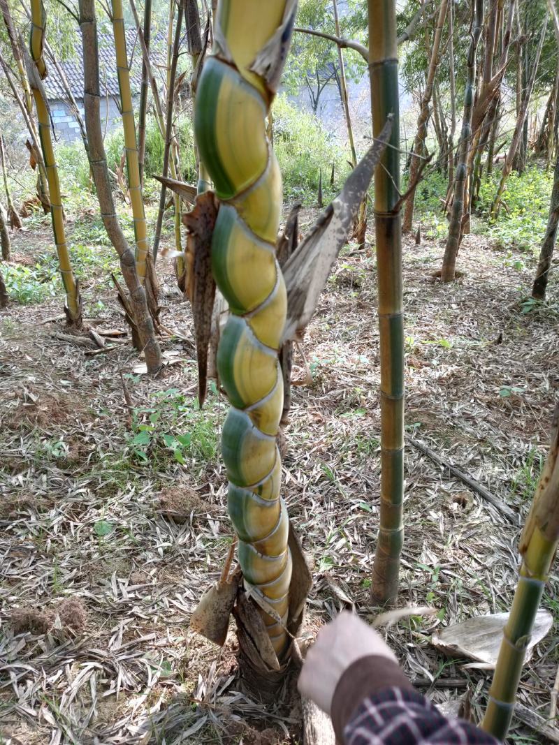 竹子竹类植物大量供应，欢迎各位新老客户联系