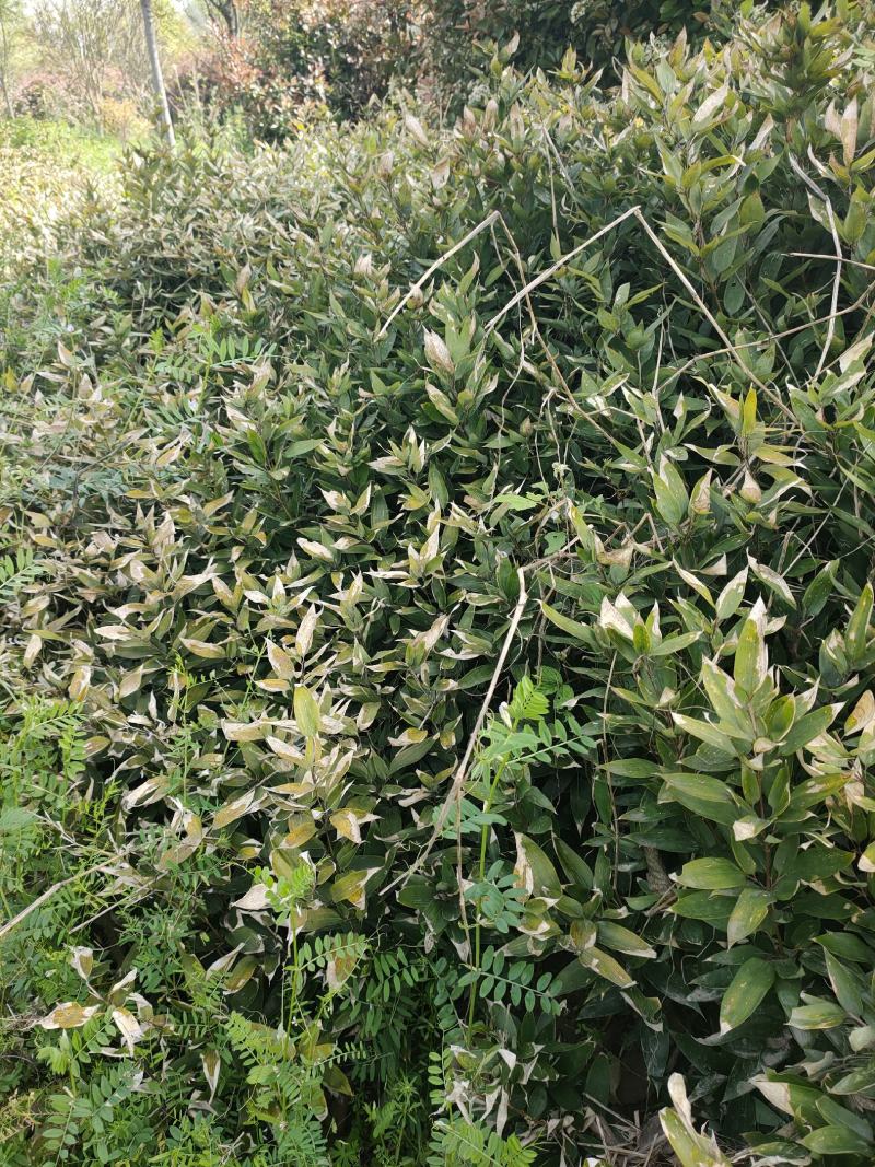 竹子竹类植物大量供应，欢迎各位新老客户联系