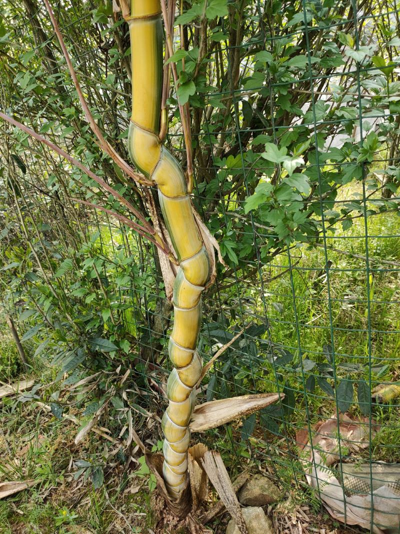 竹子竹类植物大量供应，欢迎各位新老客户联系