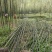 竹子竹类植物大量供应，欢迎各位新老客户联系