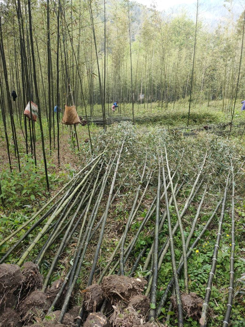 竹子竹类植物大量供应，欢迎各位新老客户联系