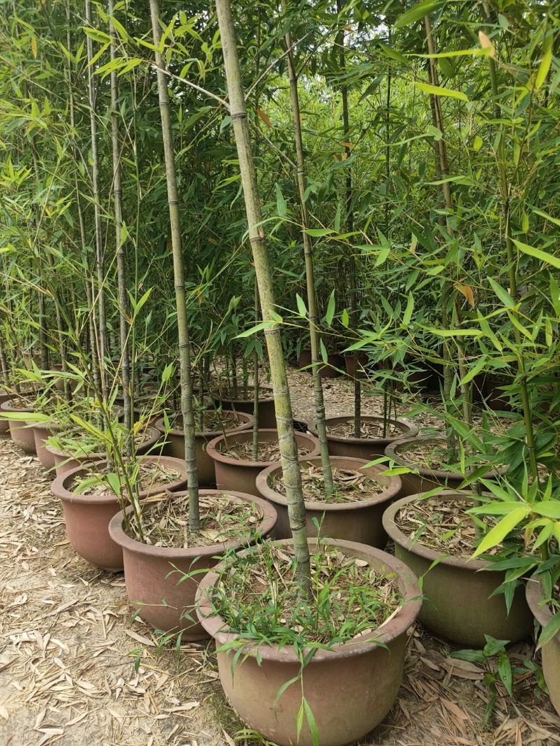 竹子竹类植物大量供应，欢迎各位新老客户联系