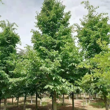 欧洲小椴椴树，又叫绿塔，8～15公分，300一公分，