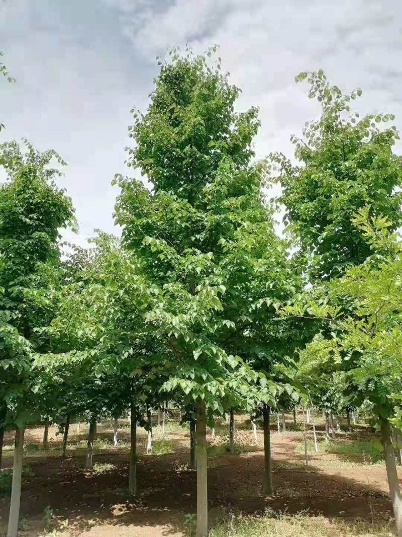 欧洲小椴椴树，又叫绿塔，8～15公分，300一公分，