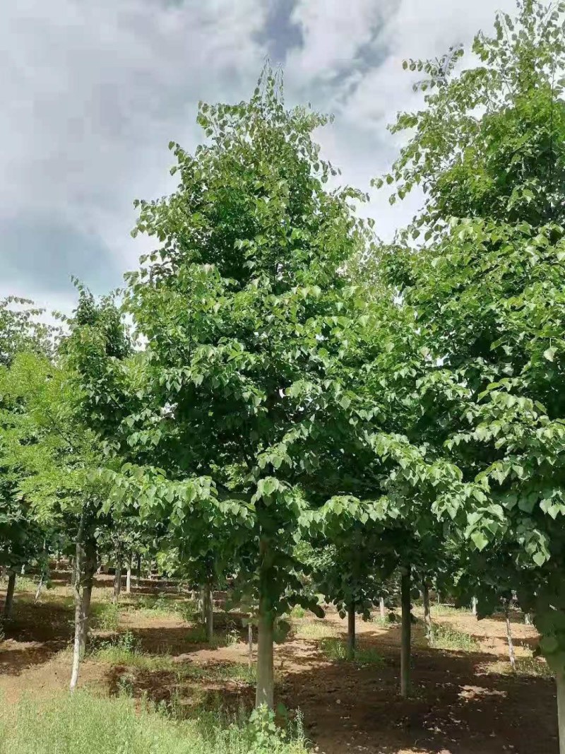 欧洲小椴椴树，又叫绿塔，8～15公分，300一公分，