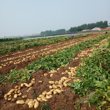 安丘新鲜土豆
