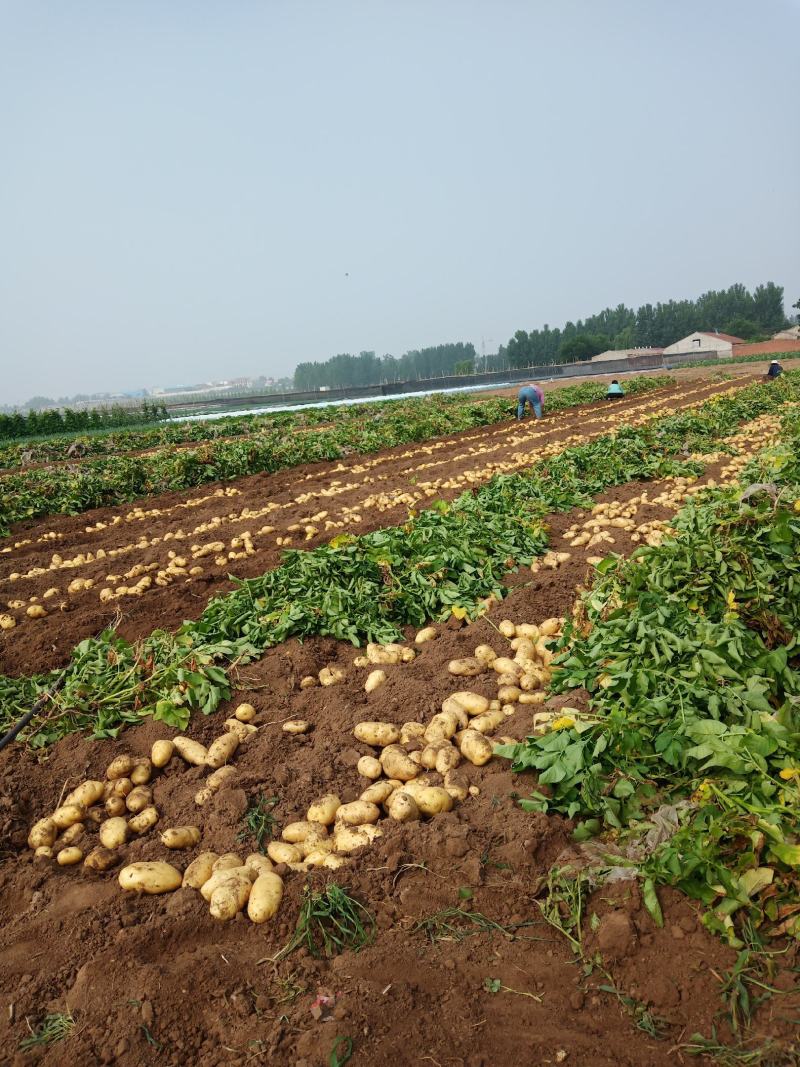 安丘新鲜土豆