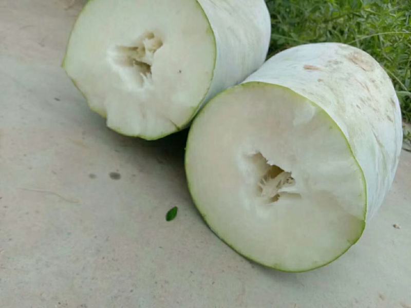 白皮冬瓜，精品白冬瓜，，大量供应