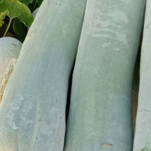 白皮冬瓜，精品白冬瓜，，大量供应