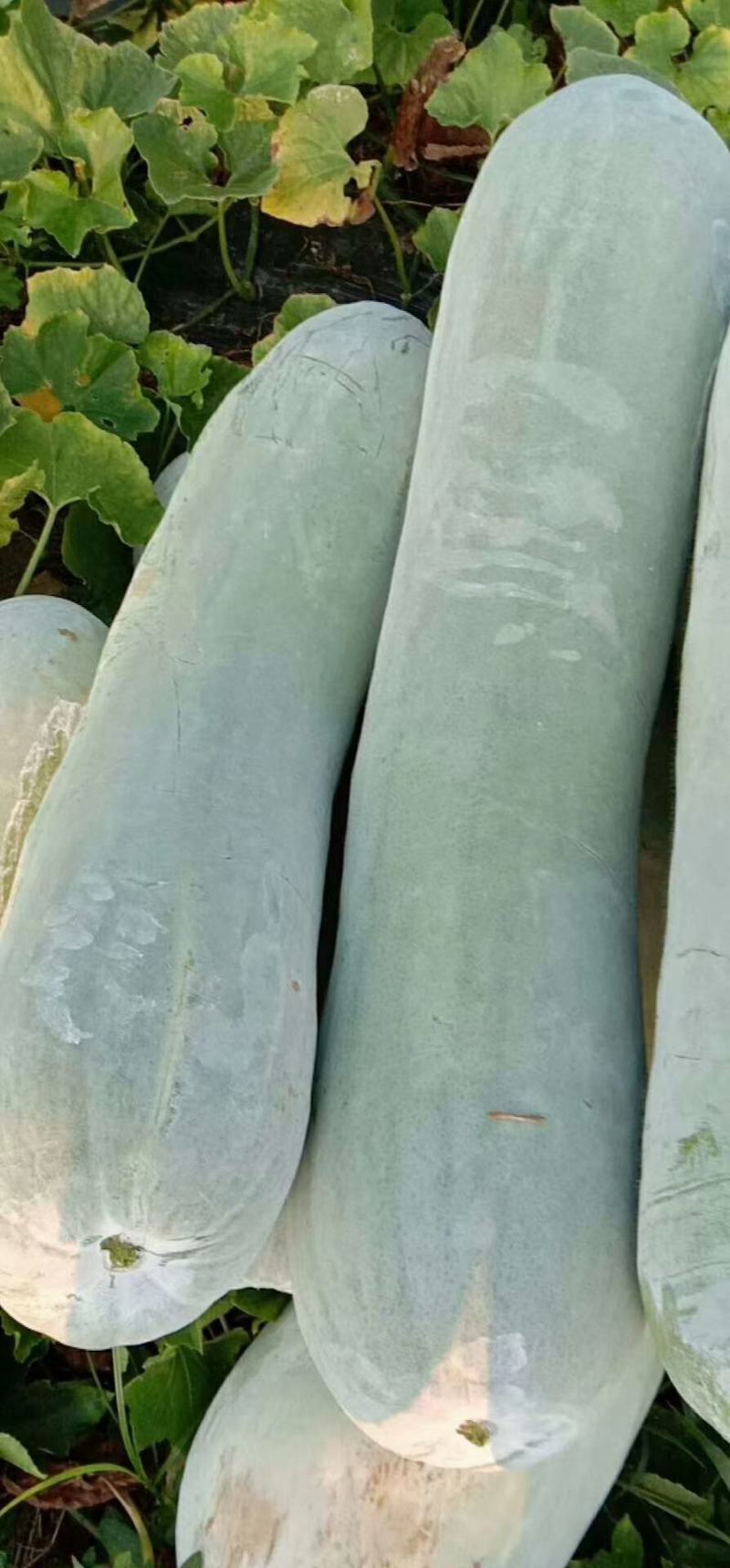 白皮冬瓜，精品白冬瓜，，大量供应
