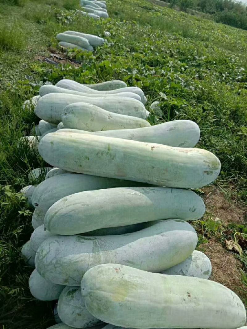 白皮冬瓜，精品白冬瓜，，大量供应