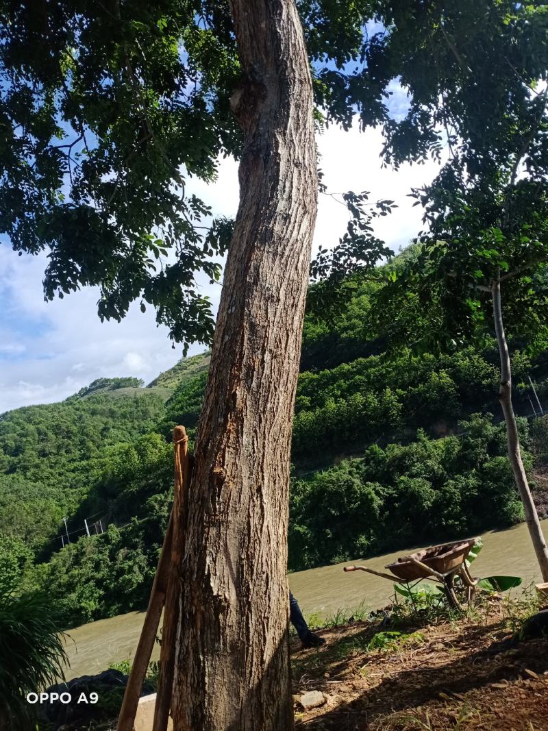 海南黄花梨厂地云南河口