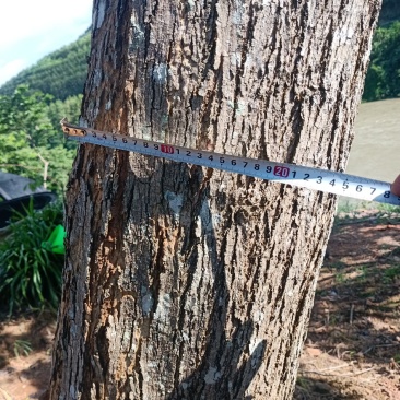 海南黄花梨厂地云南河口
