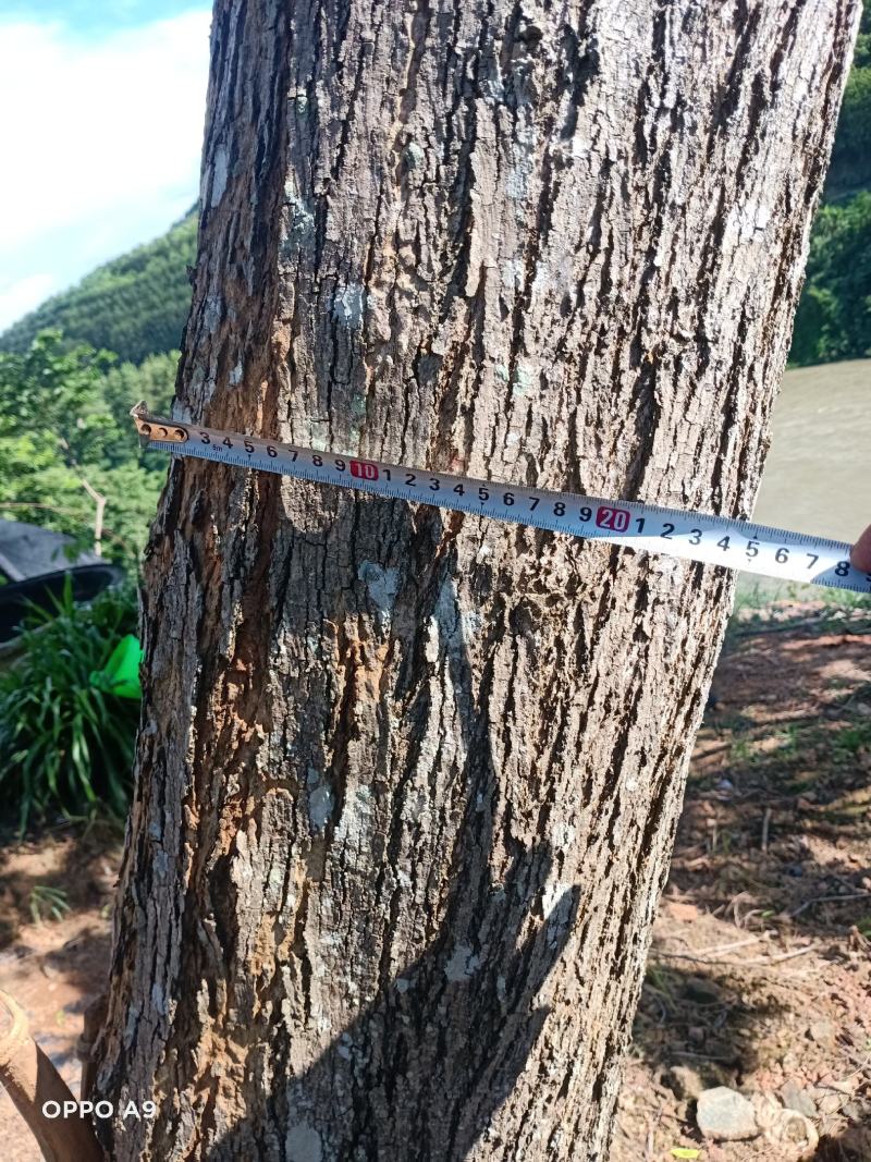 海南黄花梨厂地云南河口