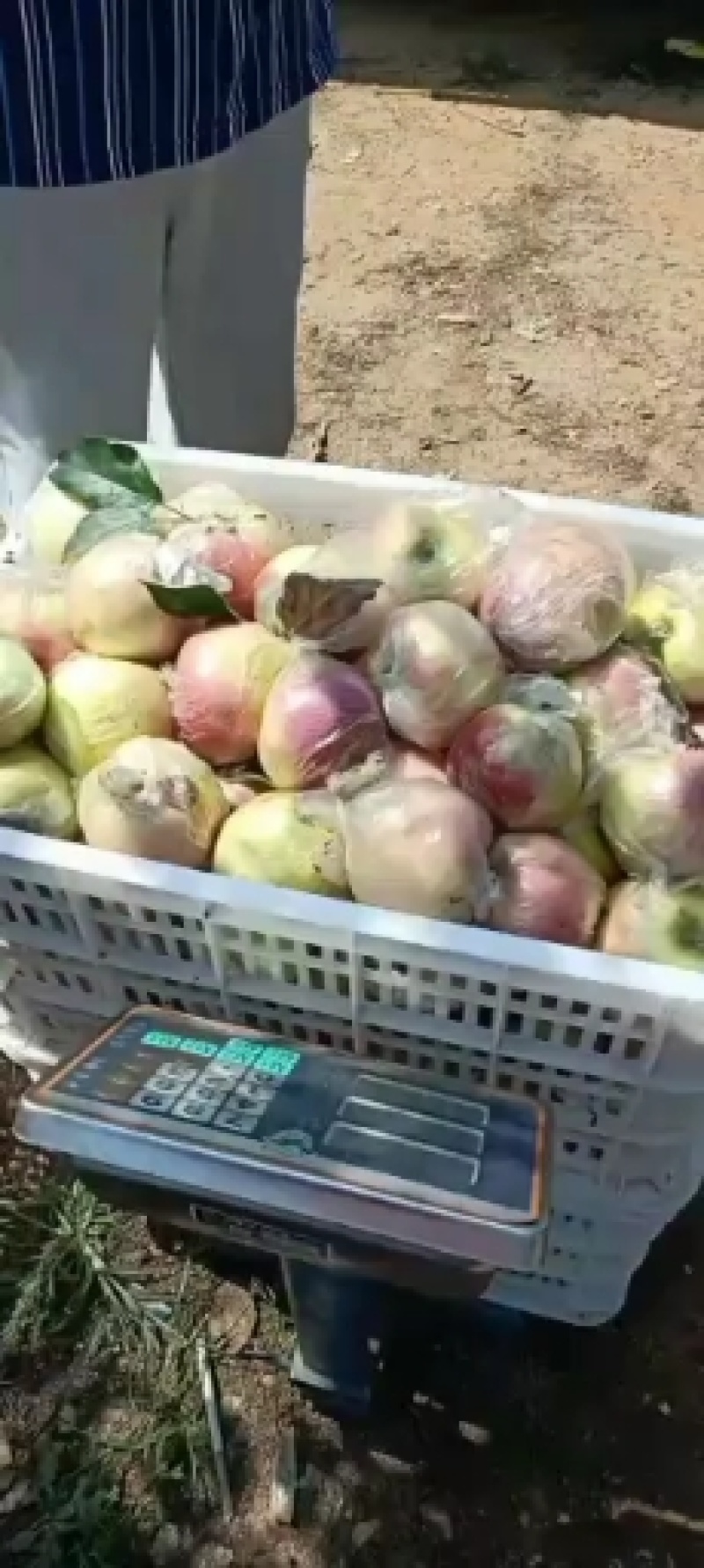 山东早熟美八苹果，冰糖心红露苹果开始，一手货源，全国发货