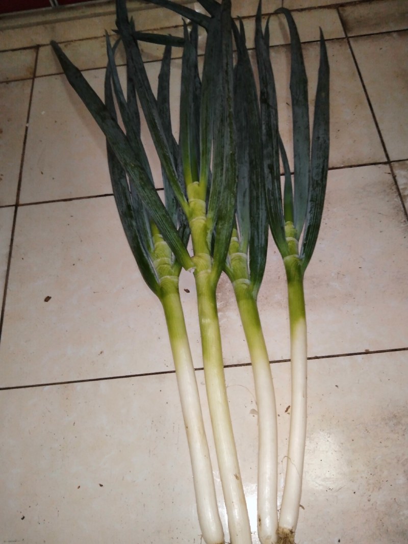 安丘大葱
