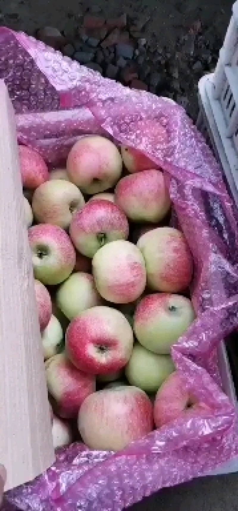 早期苹果