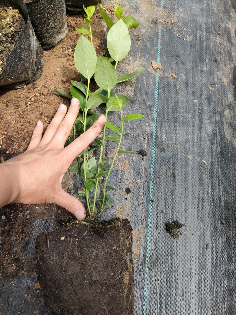 蓝莓苗，2年北高耐寒品种智利杜克蓝莓苗基地现货批发