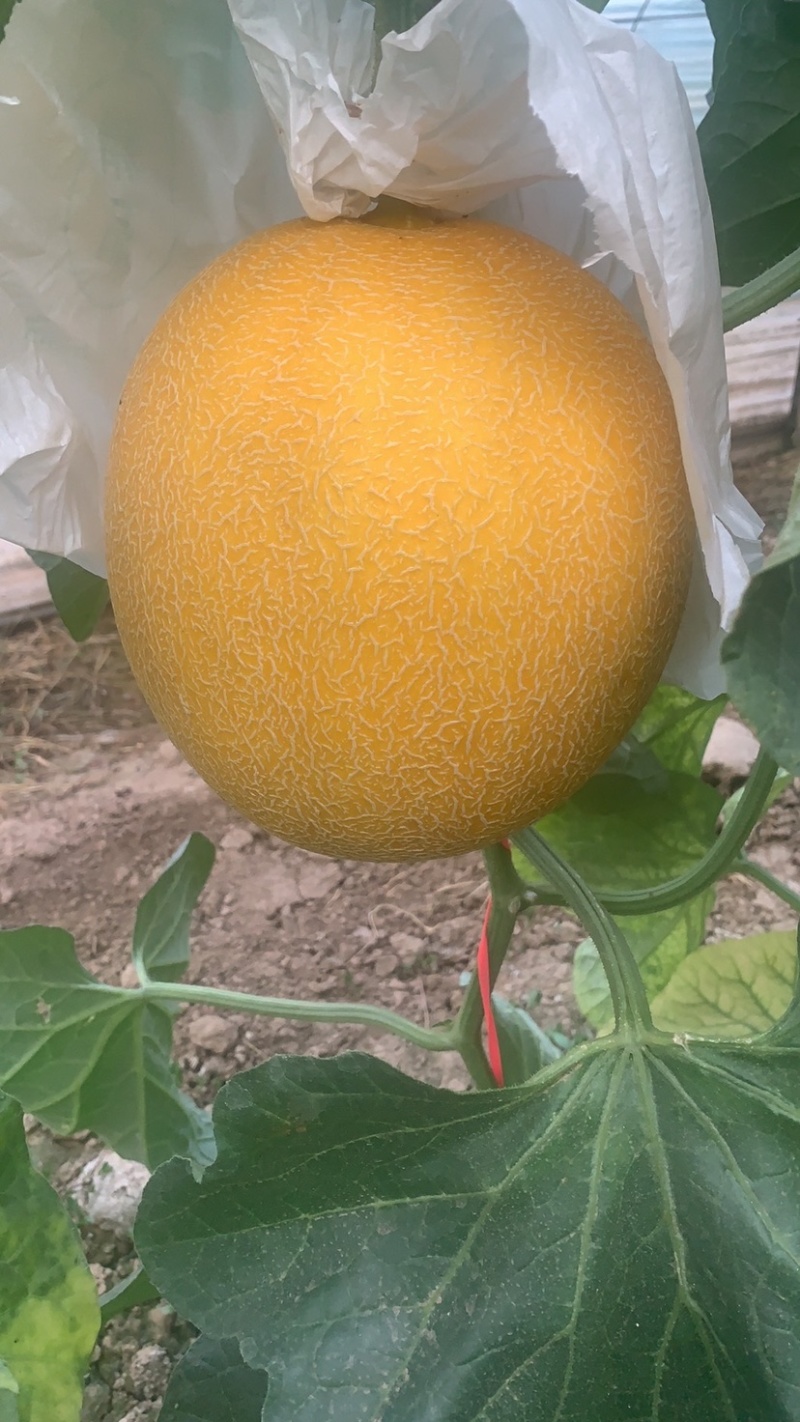 甜瓜久红瑞饶阳甜瓜久红瑞甜瓜全国发货