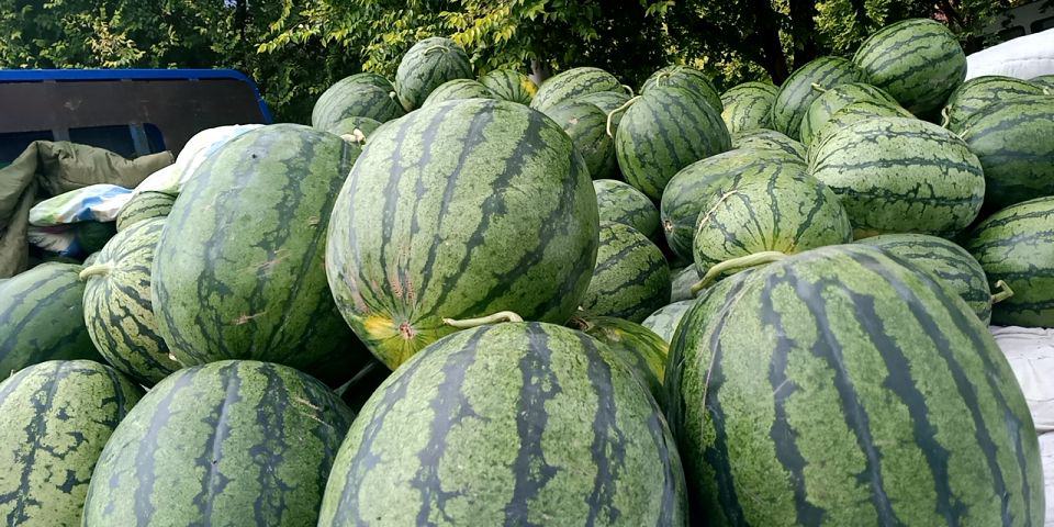 [西瓜批发]新疆吐鲁番高昌区西瓜 0.70元/斤炮弹 _ 一亩田