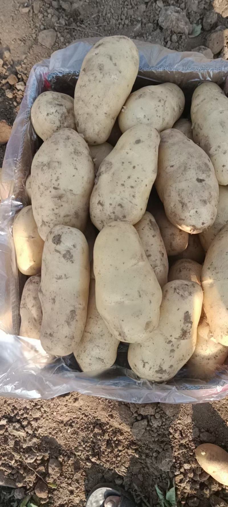 土豆河北土豆荷兰十五土豆产地直销实力代办发全国