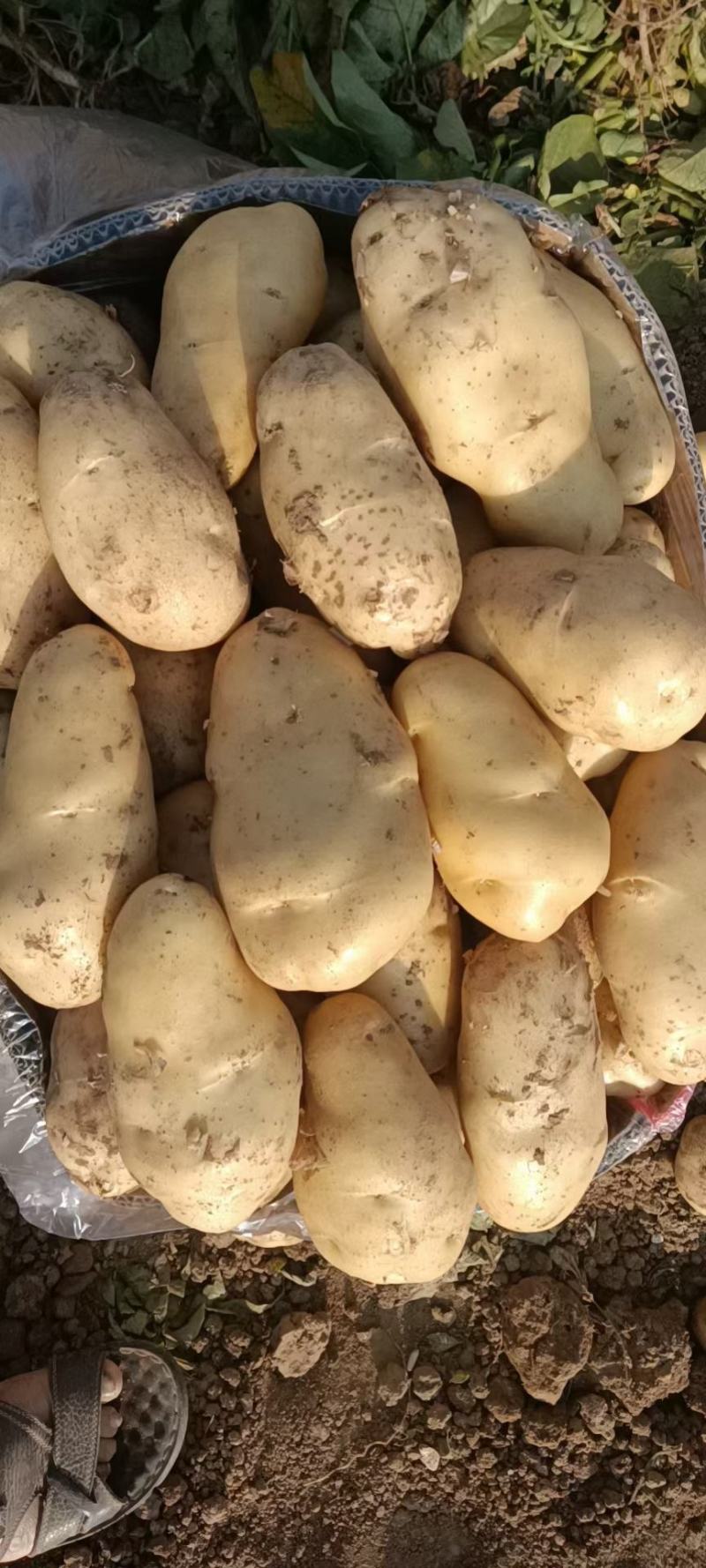 土豆河北土豆荷兰十五土豆产地直销实力代办发全国