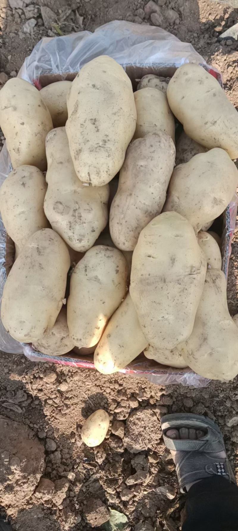 土豆河北土豆荷兰十五土豆产地直销实力代办发全国