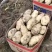 土豆河北土豆荷兰十五土豆产地直销实力代办发全国