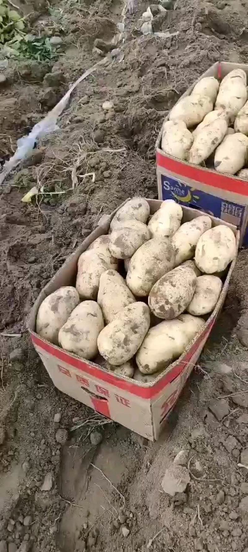 土豆河北土豆荷兰十五土豆产地直销实力代办发全国