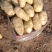 土豆河北土豆荷兰十五土豆产地直销实力代办发全国