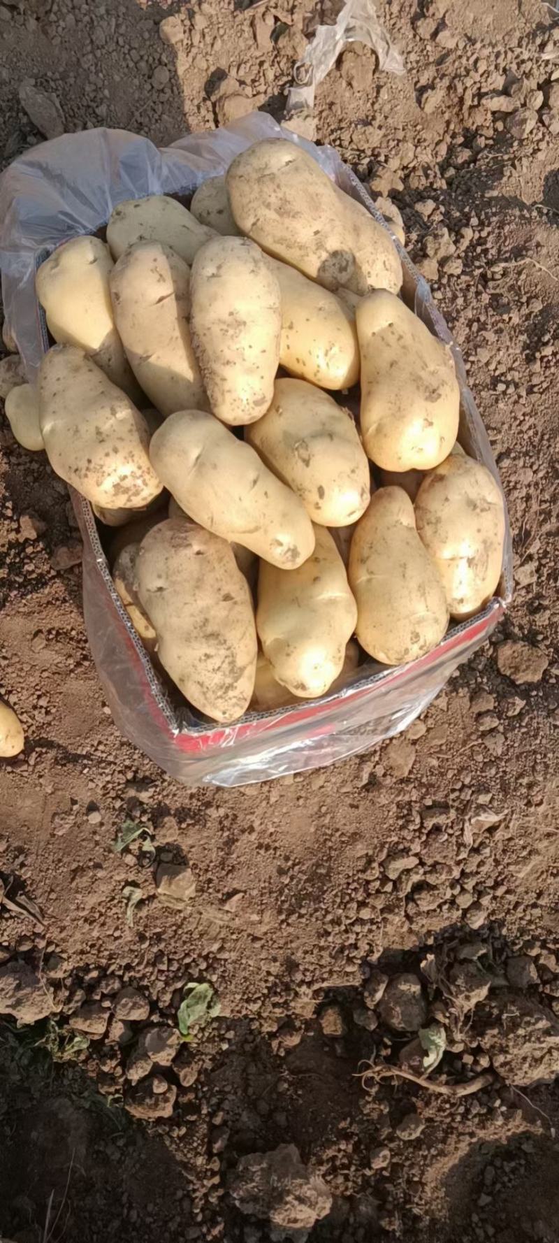 土豆河北土豆荷兰十五土豆产地直销实力代办发全国