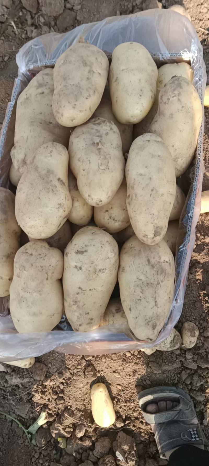 土豆河北土豆荷兰十五土豆产地直销实力代办发全国