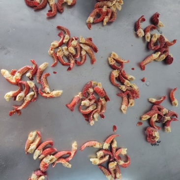 无冰衣龙虾尾，虾尾肉质饱满，质量有保证龙虾球