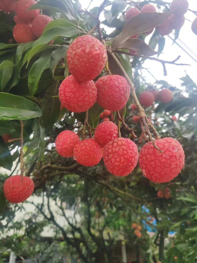 中国高州茂名市荔枝之乡