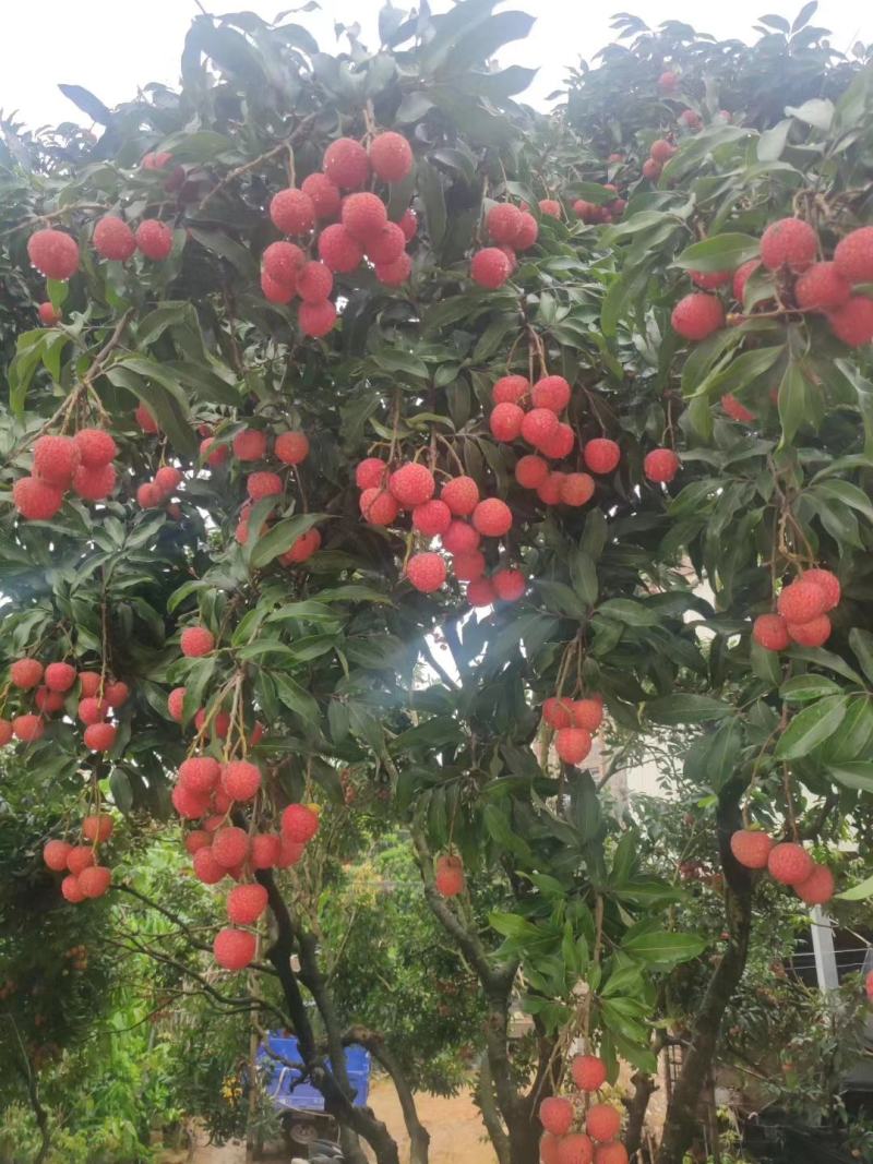 中国高州茂名市荔枝之乡