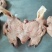【卤味】熟羊头肉，量大从优，感兴趣的朋友欢迎您的光临！