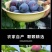 2026头茬黑宝石李子/河南万亩基地产地源头代发保质保量