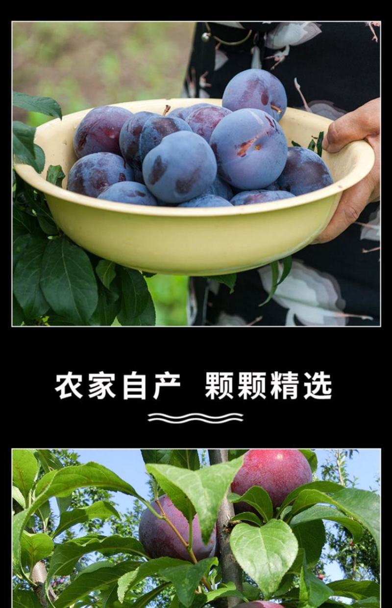 2026头茬黑宝石李子/河南万亩基地产地源头代发保质保量