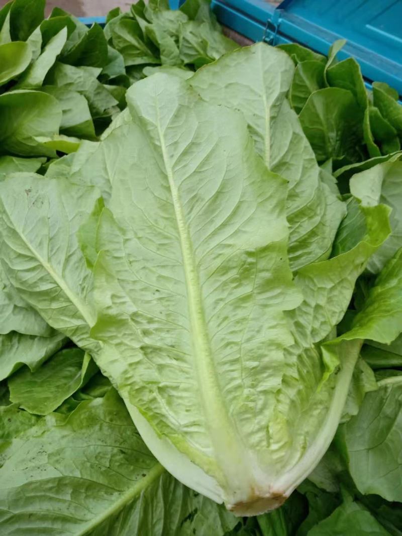 生菜