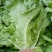 生菜
