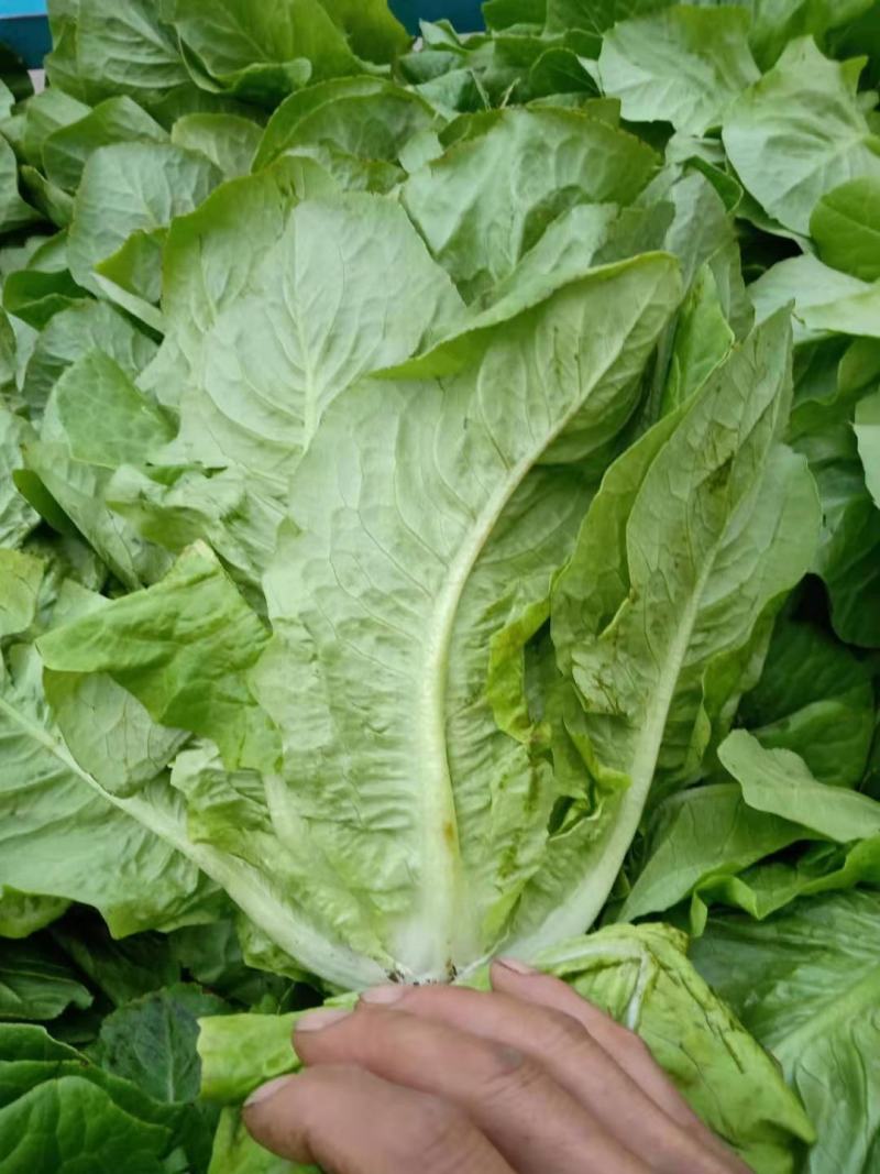 生菜