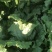 生菜