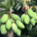 华坪椰香芒（鸡蛋芒）无花麻，优质中小果