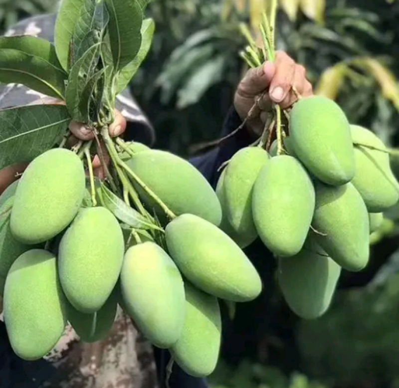 华坪椰香芒（鸡蛋芒）无花麻，优质中小果