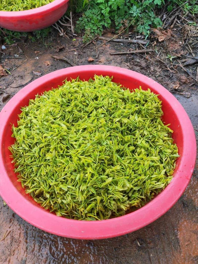 【产地直发】白茶系列黄金芽现采现发