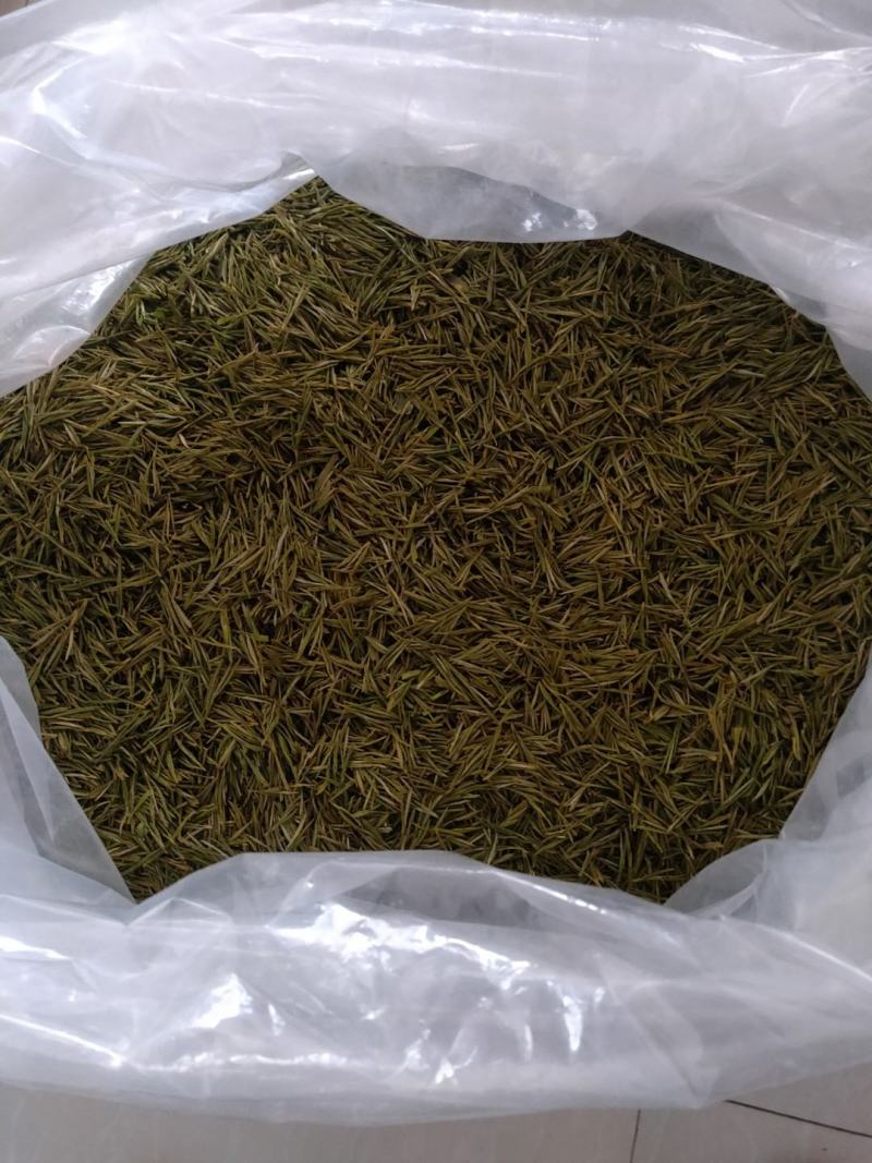 【产地直发】白茶系列黄金芽现采现发